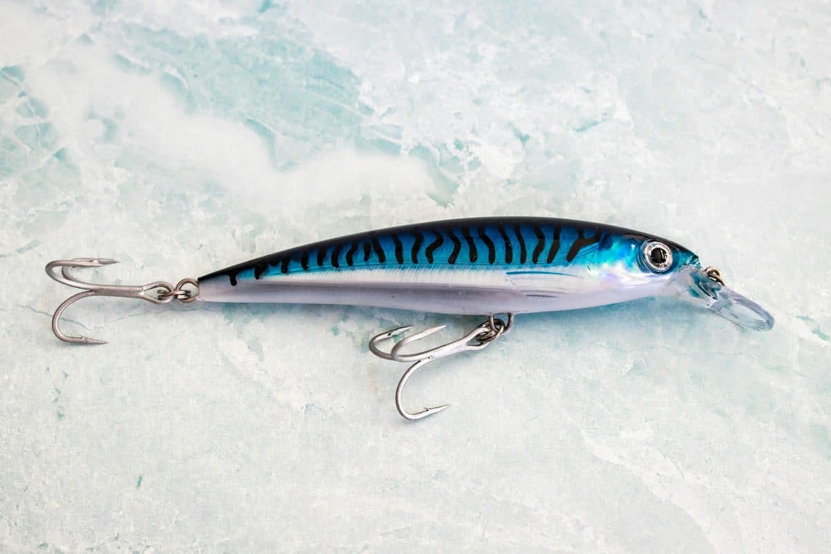 Mackerel