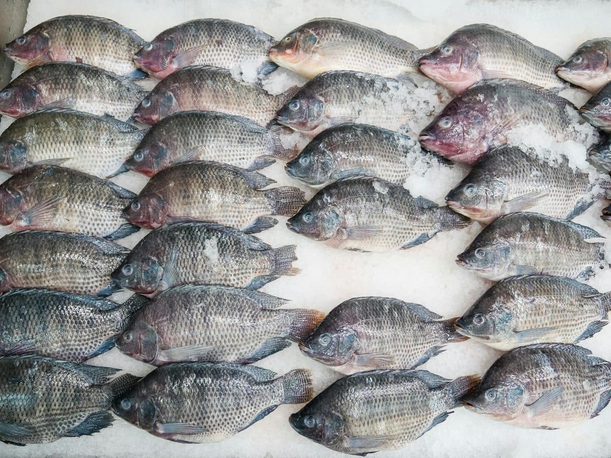Black Tilapia