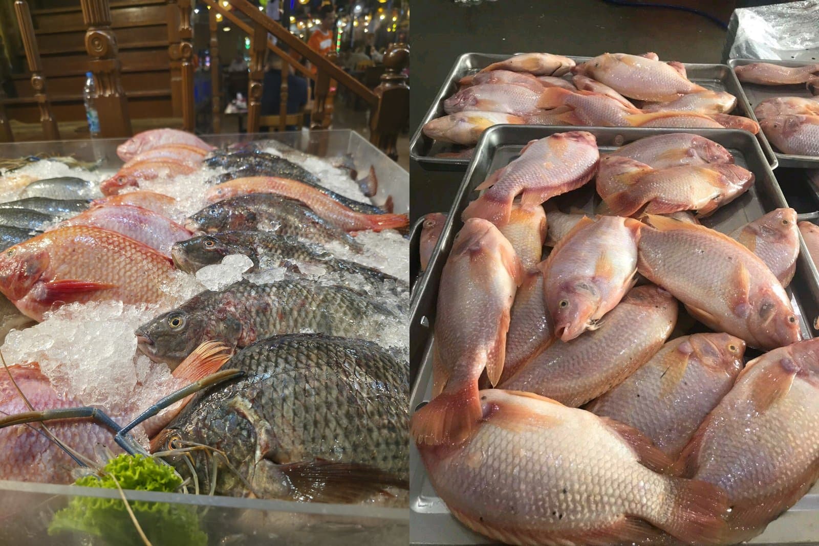 Tilapia (nera e rossa)