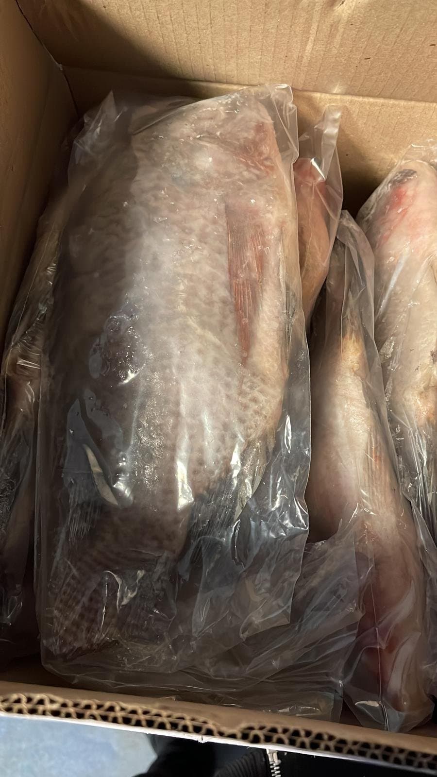 Ganze tiefgefrorene Tilapia, Großgebinde bereit zur Distribution