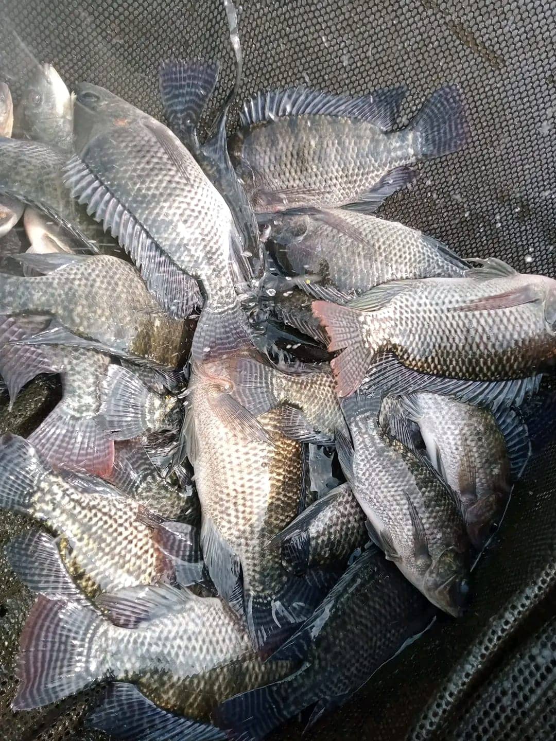 Schwarzer Tilapia, bei der Ernte aus einem schwimmenden Netzkäfig gehoben