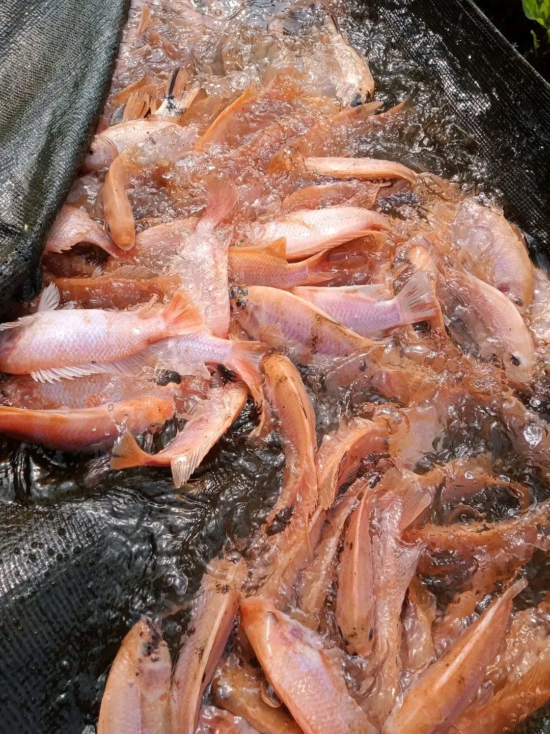 Roter Tilapia, bei der Ernte aus einem schwimmenden Netzkäfig gehoben